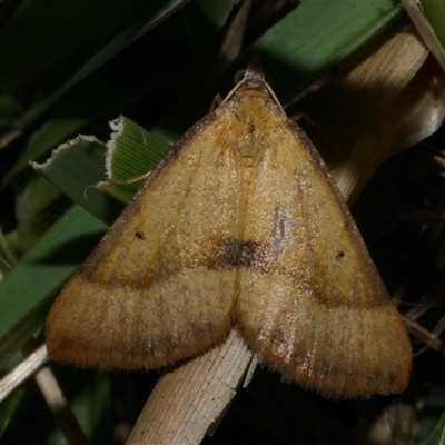 Anachloris subochraria (Golden Grass Carpet) at Freshwater Creek, VIC - 10 Apr 2020 by WendyEM