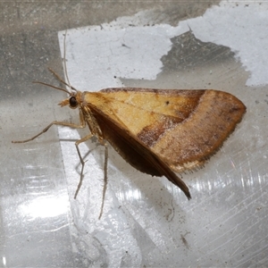 Anachloris subochraria at Freshwater Creek, VIC - 11 Apr 2020