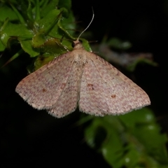 Epicyme rubropunctaria (Red-spotted Delicate) at Freshwater Creek, VIC - 11 Apr 2020 by WendyEM