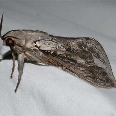 Abantiades marcidus (A ghost moth) at Freshwater Creek, VIC - 11 Apr 2020 by WendyEM