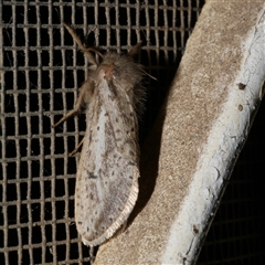 Fraus simulans (Varied Fraus Moth) at Freshwater Creek, VIC - 10 Apr 2020 by WendyEM