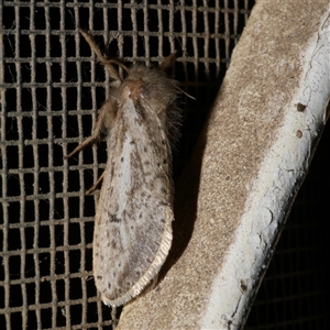 Fraus simulans (Varied Fraus Moth) at Freshwater Creek, VIC by WendyEM