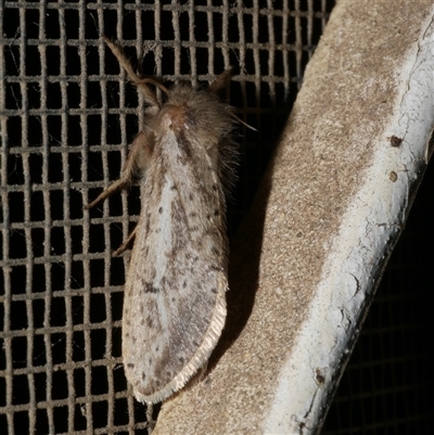 Fraus simulans (Varied Fraus Moth) at Freshwater Creek, VIC - 10 Apr 2020 by WendyEM