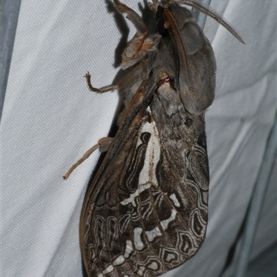Abantiades atripalpis (Bardee grub/moth, Rain Moth) at Freshwater Creek, VIC - 10 Apr 2020 by WendyEM