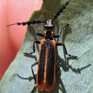 Pseudolycus sp. (genus) at Bungendore, NSW - 2 Dec 2024