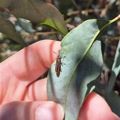 Pseudolycus sp. (genus) at Bungendore, NSW - 2 Dec 2024