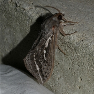 Abantiades (genus) (A Swift or Ghost moth) at Freshwater Creek, VIC by WendyEM