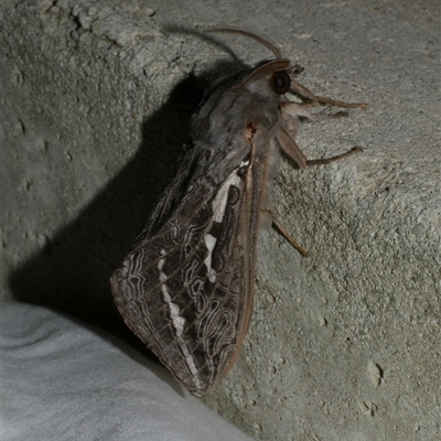 Abantiades (genus) (A Swift or Ghost moth) at Freshwater Creek, VIC - 11 Apr 2020 by WendyEM