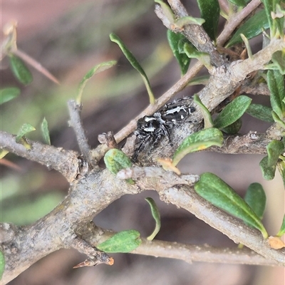 Sandalodes scopifer (White-spotted Sandalodes) at Bungendore, NSW - 1 Dec 2024 by clarehoneydove