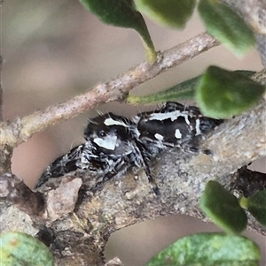 Sandalodes scopifer at Bungendore, NSW - 1 Dec 2024