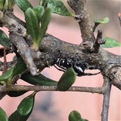 Sandalodes scopifer at Bungendore, NSW - suppressed