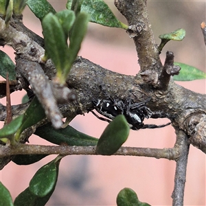 Sandalodes scopifer at Bungendore, NSW - 1 Dec 2024