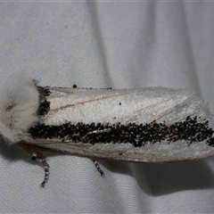 Oenosandra boisduvalii (Boisduval's Autumn Moth) at Freshwater Creek, VIC - 10 Apr 2020 by WendyEM