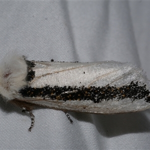 Oenosandra boisduvalii at Freshwater Creek, VIC - 10 Apr 2020