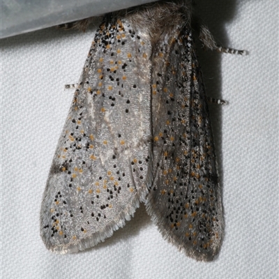 Oenosandra boisduvalii (Boisduval's Autumn Moth) at Freshwater Creek, VIC - 11 Apr 2020 by WendyEM