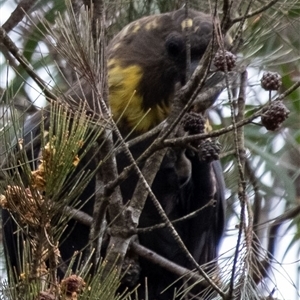 Calyptorhynchus lathami lathami at Penrose, NSW - 15 Aug 2024