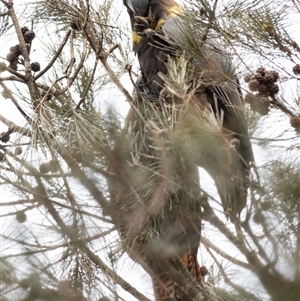 Calyptorhynchus lathami lathami at Penrose, NSW - 15 Aug 2024