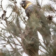 Calyptorhynchus lathami lathami at Penrose, NSW - 15 Aug 2024