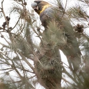 Calyptorhynchus lathami lathami at Penrose, NSW - suppressed