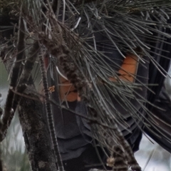 Calyptorhynchus lathami lathami at Penrose, NSW - suppressed