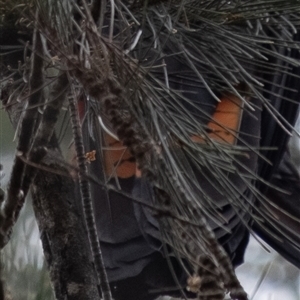 Calyptorhynchus lathami lathami at Penrose, NSW - suppressed