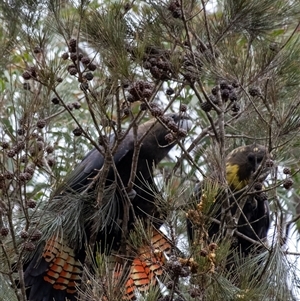 Calyptorhynchus lathami lathami at Penrose, NSW - 15 Aug 2024