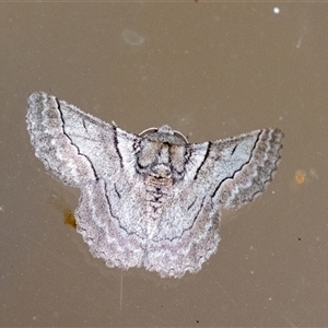 Hypobapta tachyhalotaria (Varied Grey) at Penrose, NSW by Aussiegall