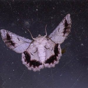 Hypobapta tachyhalotaria at Penrose, NSW - suppressed