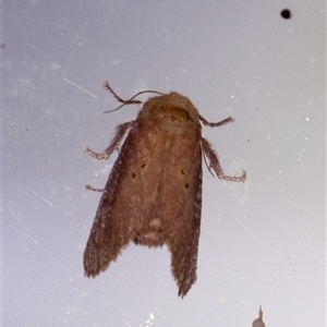 Doratifera quadriguttata and casta at Penrose, NSW - 2 Dec 2024