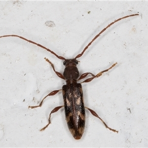 Bethelium diversicorne (Wattle Longhorn) at Melba, ACT by kasiaaus