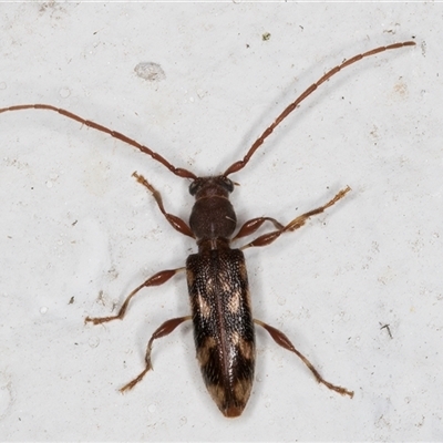 Bethelium diversicorne (Wattle Longhorn) at Melba, ACT - 26 Nov 2024 by kasiaaus