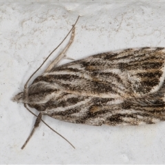 Tortricopsis aulacois (A Concealer moth (Wingia group)) at Melba, ACT - 27 Nov 2024 by kasiaaus