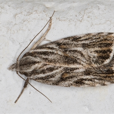 Tortricopsis aulacois (A Concealer moth (Wingia group)) at Melba, ACT - 27 Nov 2024 by kasiaaus