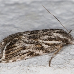 Tortricopsis aulacois at Melba, ACT - 27 Nov 2024 11:58 PM