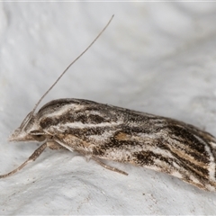 Tortricopsis aulacois at Melba, ACT - 27 Nov 2024 11:58 PM