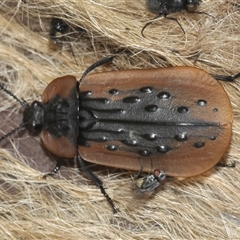 Ptomaphila lacrymosa (Carrion Beetle) at Wee Jasper, NSW - 1 Dec 2024 by Harrisi