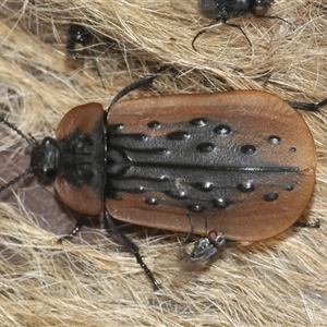 Ptomaphila lacrymosa (Carrion Beetle) at Wee Jasper, NSW by Harrisi