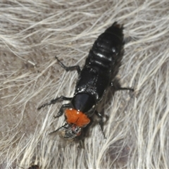 Unidentified Other beetle at Wee Jasper, NSW - 1 Dec 2024 by Harrisi