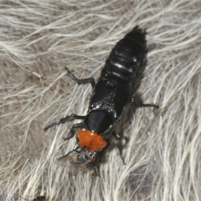 Unidentified Other beetle at Wee Jasper, NSW - 1 Dec 2024 by Harrisi