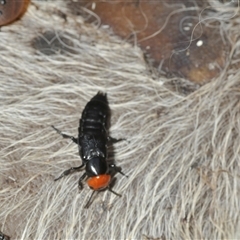 Creophilus erythrocephalus at Wee Jasper, NSW - 1 Dec 2024 03:38 PM