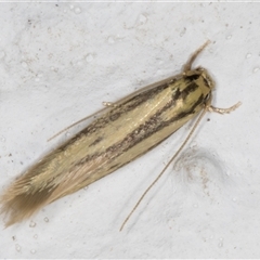 Opogona stenocraspeda (Tineidae) at Melba, ACT - 27 Nov 2024 by kasiaaus