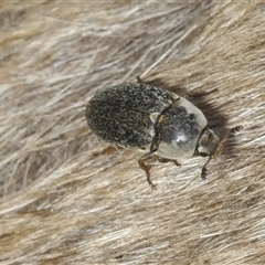 Unidentified Other beetle at Wee Jasper, NSW - 1 Dec 2024 by Harrisi