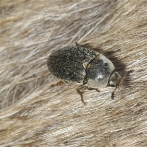 Dermestes maculatus (Hide beetle) at Wee Jasper, NSW by Harrisi