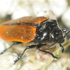 Castiarina rufipennis (Jewel beetle) at Yarralumla, ACT - 2 Dec 2024 by Harrisi