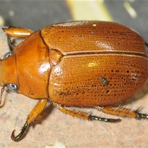 Anoplognathus porosus at Kambah, ACT - 2 Dec 2024 09:28 PM