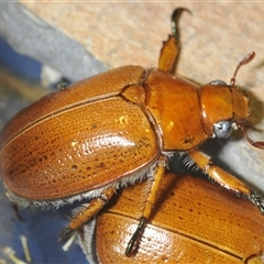 Anoplognathus porosus at Kambah, ACT - 2 Dec 2024