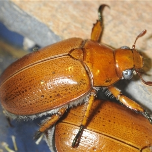 Anoplognathus porosus at Kambah, ACT - 2 Dec 2024 09:28 PM