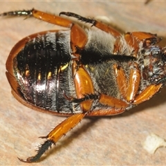 Anoplognathus porosus at Kambah, ACT - 2 Dec 2024 09:28 PM