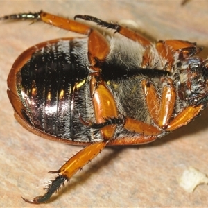 Anoplognathus porosus at Kambah, ACT - 2 Dec 2024 09:28 PM