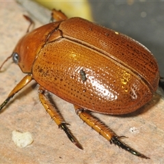 Anoplognathus porosus at Kambah, ACT - 2 Dec 2024